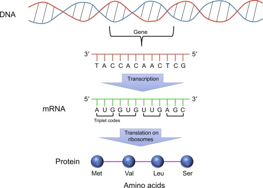 BÀI 40: DỊCH MÃ VÀ MỐI QUAN HỆ TỪ GENE ĐẾN TÍNH TRẠNG
