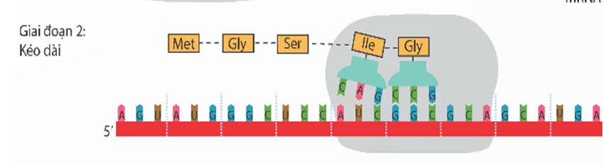 BÀI 40: DỊCH MÃ VÀ MỐI QUAN HỆ TỪ GENE ĐẾN TÍNH TRẠNG