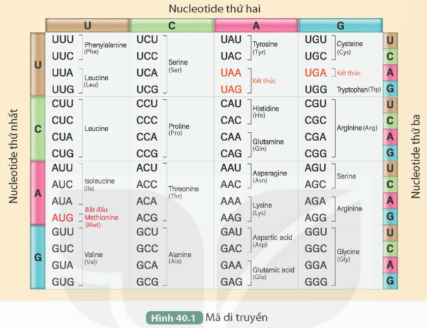 Nội dung chính KHTN 9 kết nối Bài 40: Dịch mã và mối quan hệ từ gene đến tính trạng