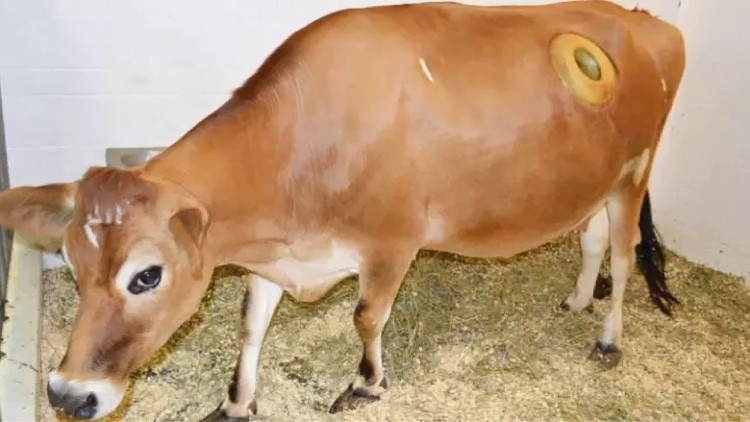 Chiếc ống này giúp họ có thể trực tiếp cho tay vào dạ dày bò để xử lý thức ăn.