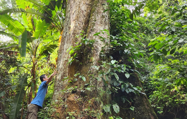 Cây là minh chứng cho hệ sinh thái đa dạng, hiếm có ở nước ta