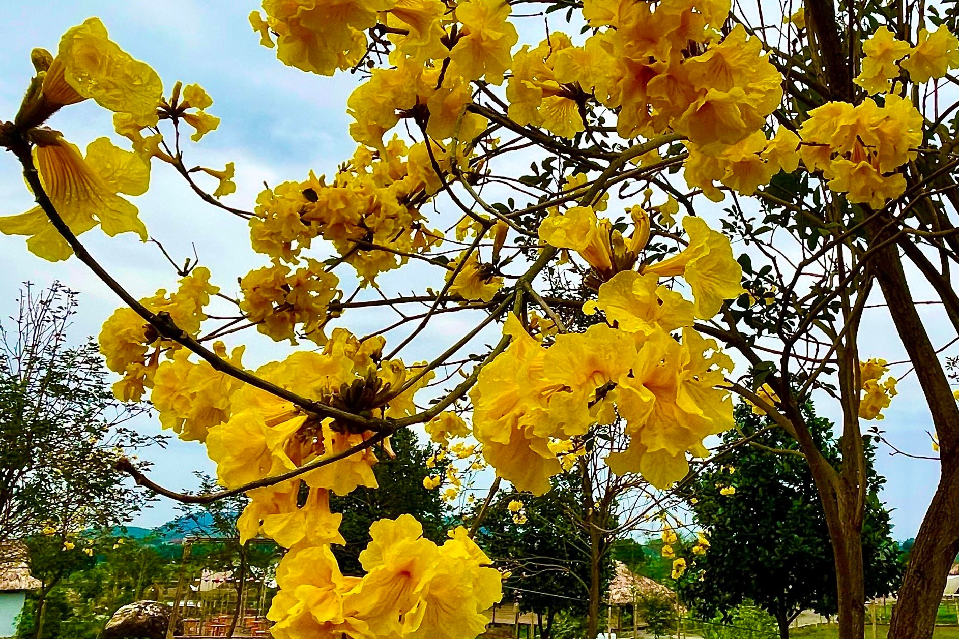 hoa-phong-linh-2.2.jpg