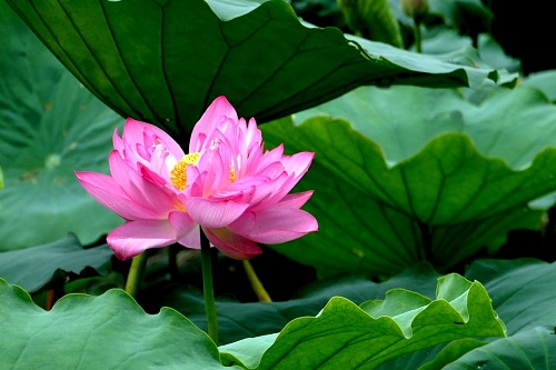 Những điểm chụp ảnh sen tuyệt đẹp tại Hà Nội