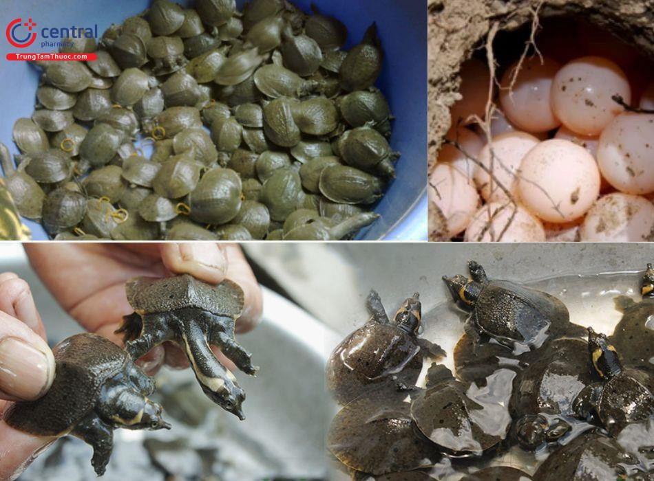 Ba ba con với đặc điểm mai mềm và vân trên mai