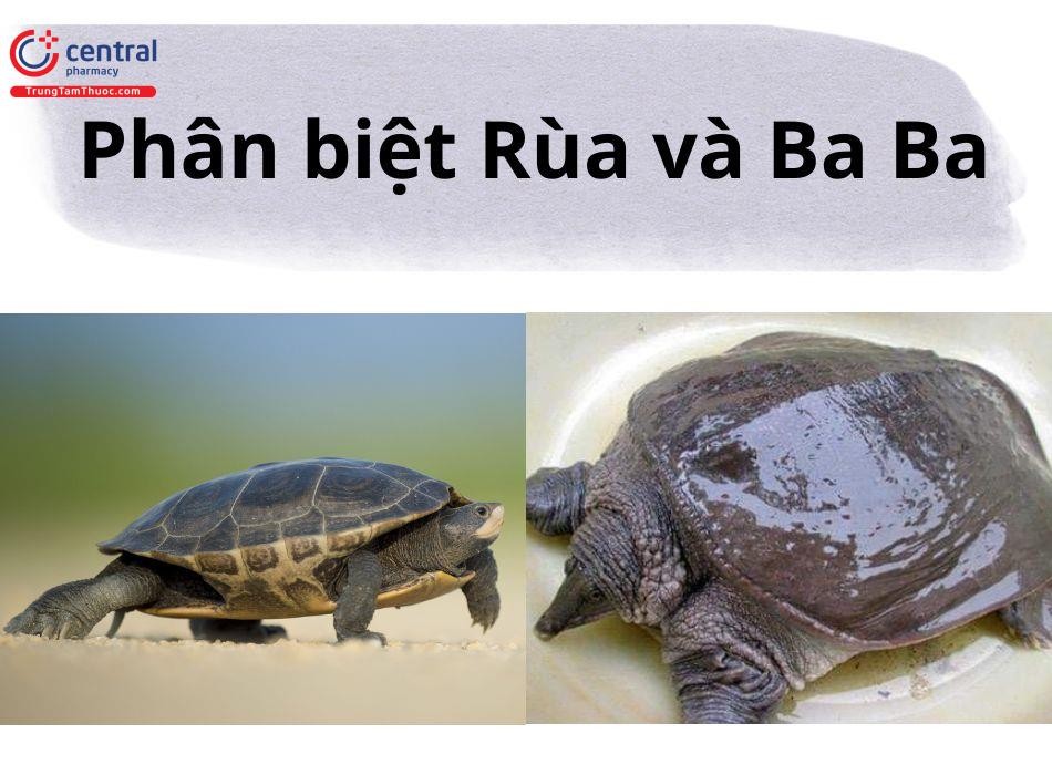 Phân biệt rùa cạn (tortoise) và ba ba (softshell turtle) qua chân và mai