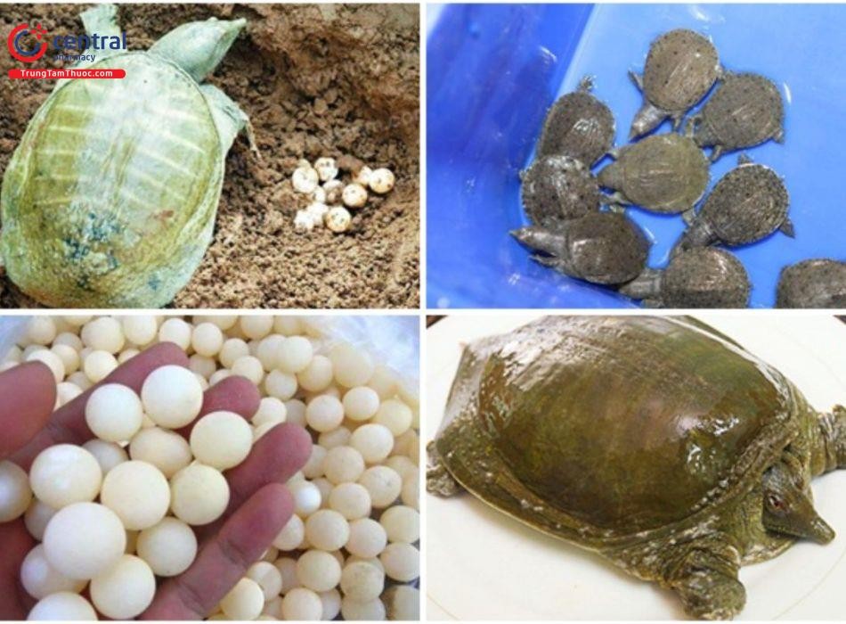 Ba ba đẻ trứng trên cát gần mé nước trong mùa sinh sản