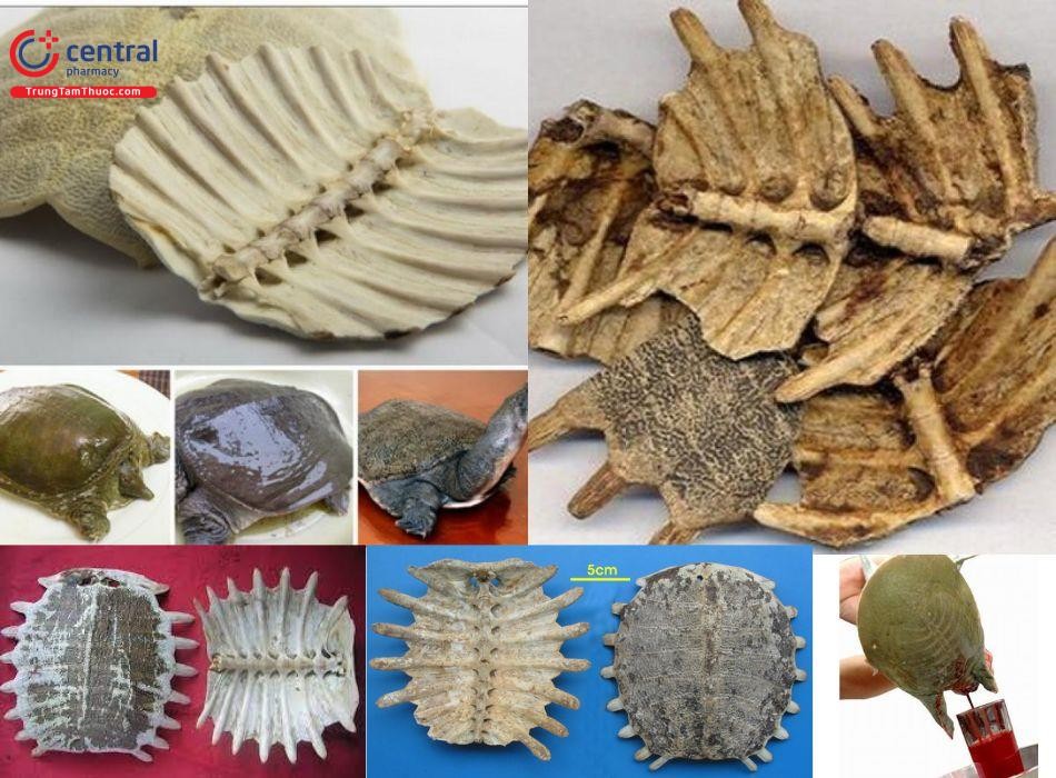 Các bộ phận của ba ba dùng trong y học cổ truyền: mai, thịt, máu, mỡ, trứng