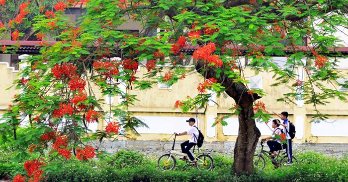Văn mẫu lớp 9: Thuyết minh về cây phượng                                   2 Dàn ý & 16 bài văn thuyết minh lớp 9 hay nhất