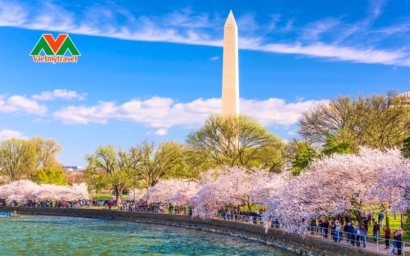 Sắc hồng, đỏ dịu nhẹ của những cách hoa tulip Á Châu như tô thêm sự thanh bình cho miền thôn thảo Washington D.C