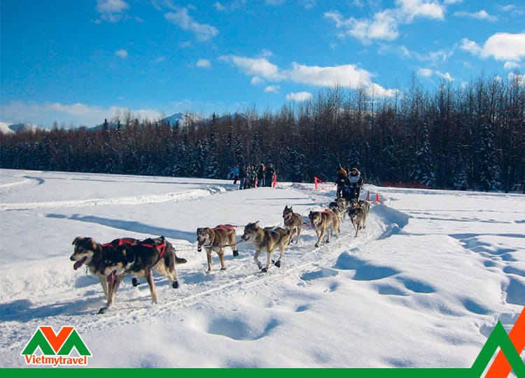 Trải nghiệm cảm giác được những chó Alaska xinh đẹp kéo đi thăm thú quê hương của những dòng sông băng sẽ là một trải nghiệm cực kỳ thú vị.