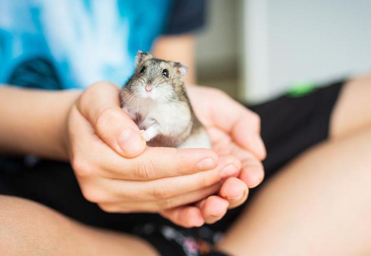 Chuột Hamster - Phân loại, giá bán và cách chăm sóc chuột đẹp khỏe mạnh - 31