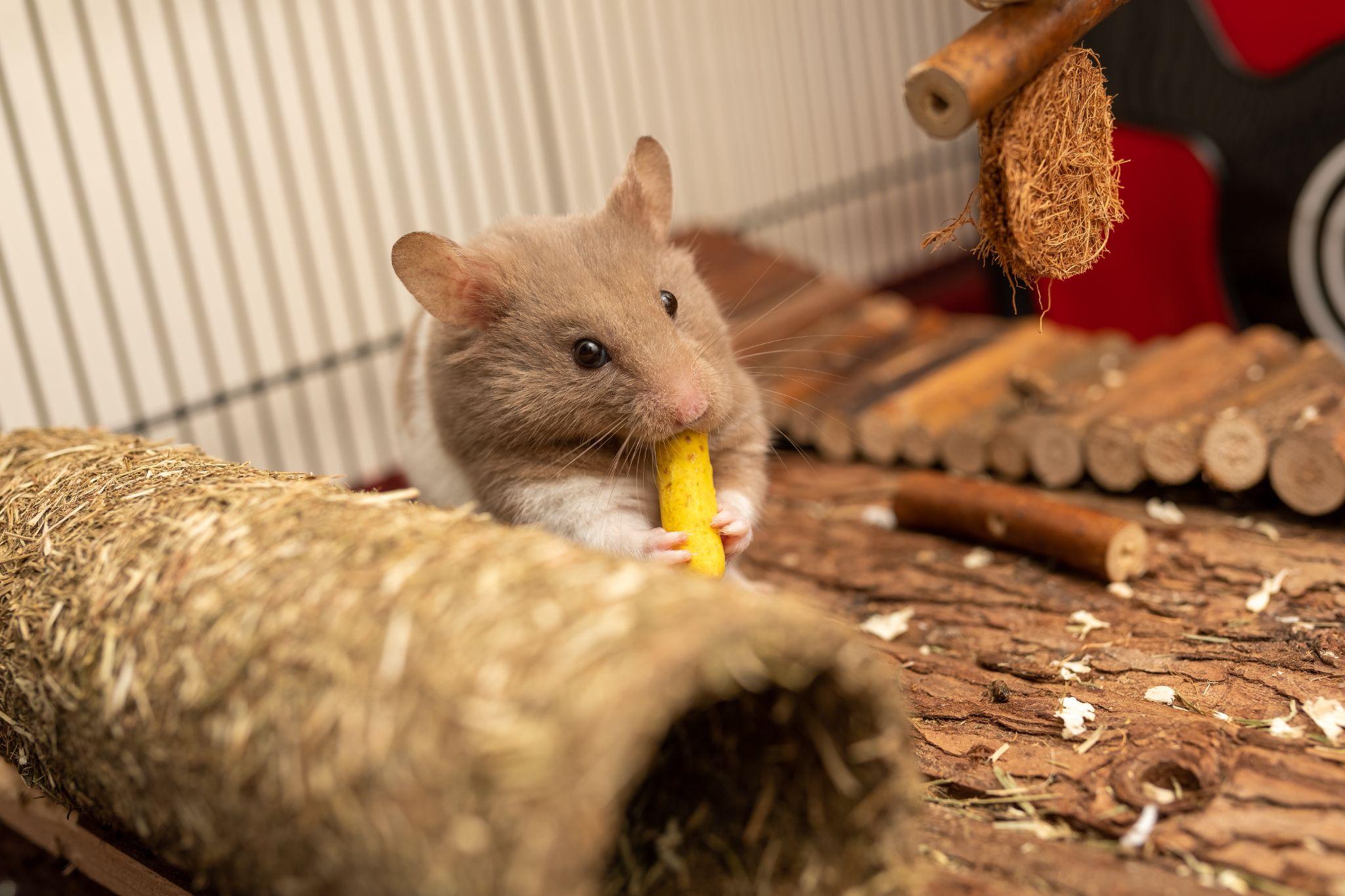 Chuột Hamster - Phân loại, giá bán và cách chăm sóc chuột đẹp khỏe mạnh - 39