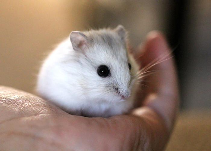 Chuột Hamster - Phân loại, giá bán và cách chăm sóc chuột đẹp khỏe mạnh - 6