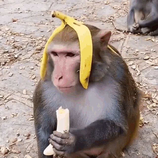 Ảnh meme khỉ