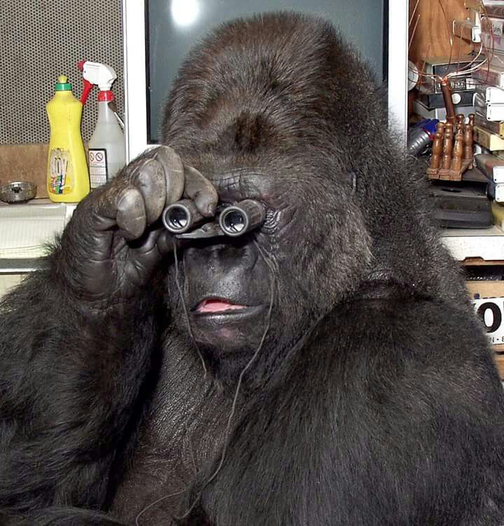 Gorilla meme viral TikTok