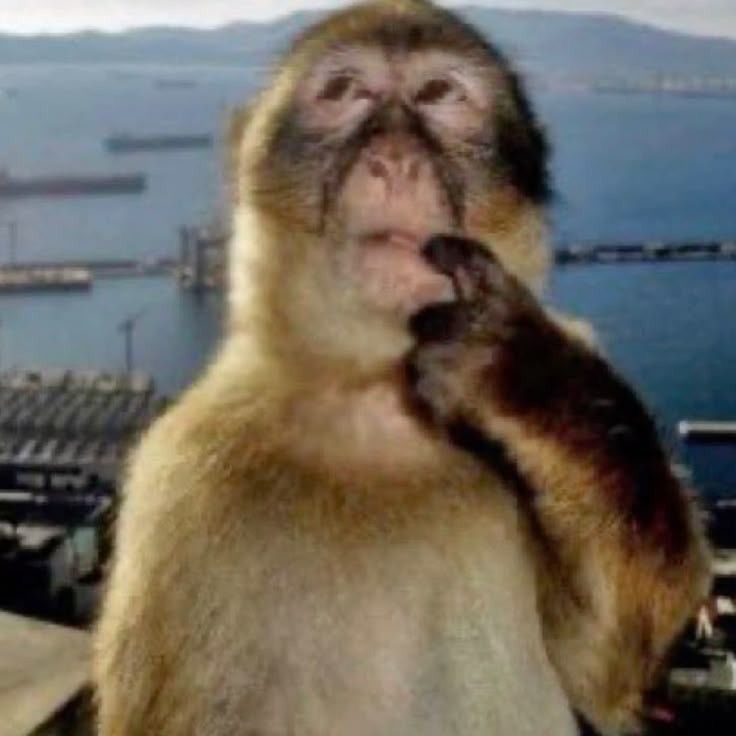 Meme Khỉ Monkey – Ảnh Chế Khỉ Biểu Cảm Hài Hước Viral 🐒