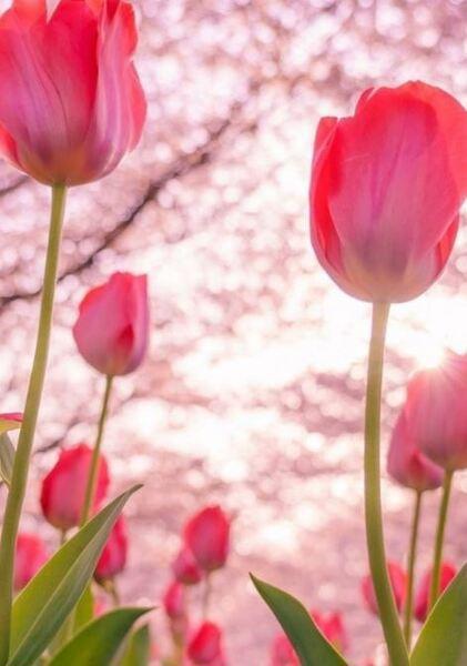 Hình nền hoa Tulip màu hồng 