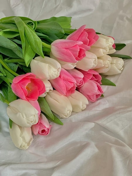 Ảnh hoa Tulip chill, nhẹ nhàng cho điện thoại