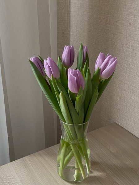Ảnh hoa Tulip chill, nhẹ nhàng cho điện thoại