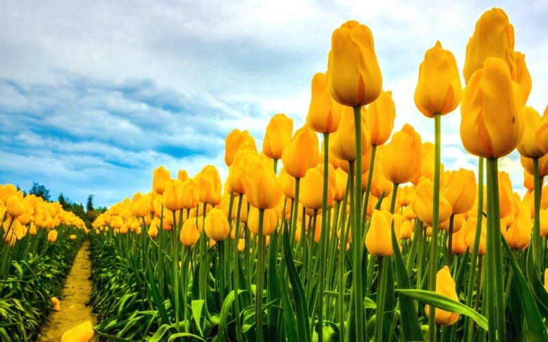 Ảnh hoa Tulip chill, nhẹ nhàng cho điện thoại