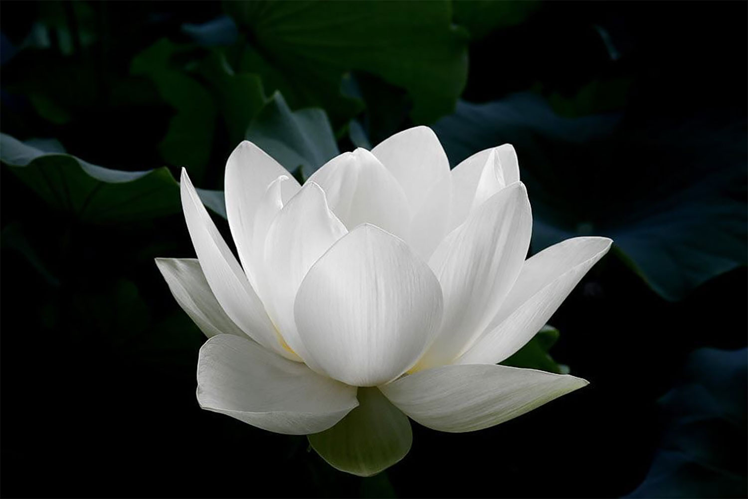 hinh-nen-hoa-sen-cho-may-tinh-sieu-dep