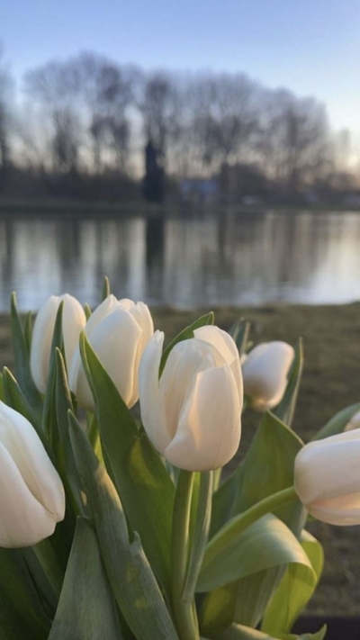 Hình nền trắng hoa tulip
