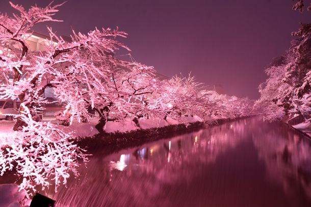 Hoa anh đào mùa đông ở Aomori