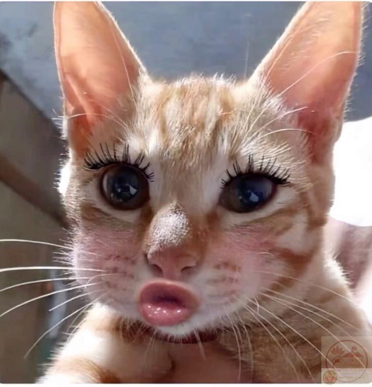 Meme chu mỏ bựa