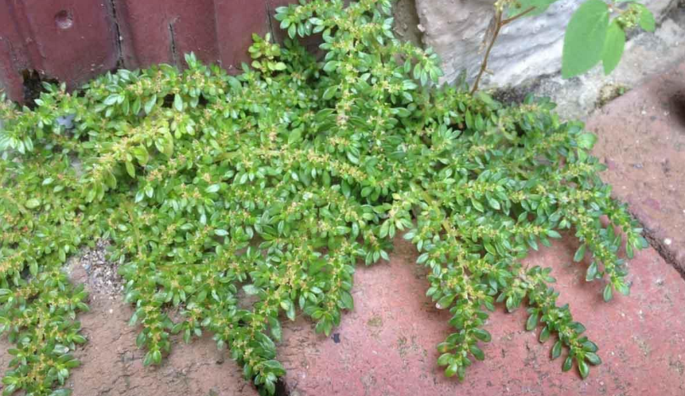 Cây Lăn Tăn là gì ? Cây thuốc quanh ta.