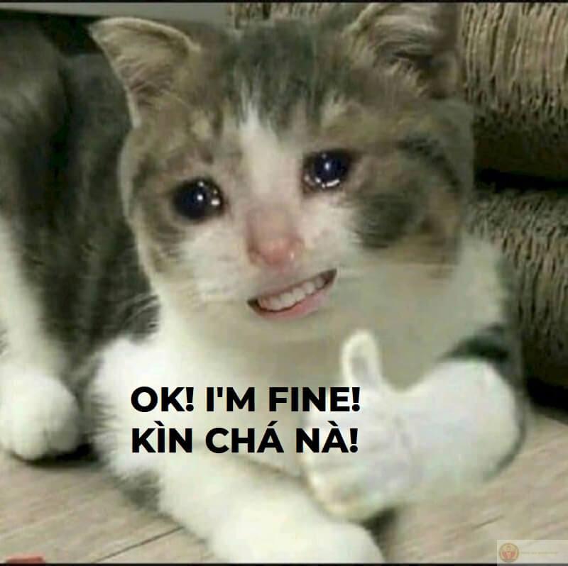 Ảnh cười meme