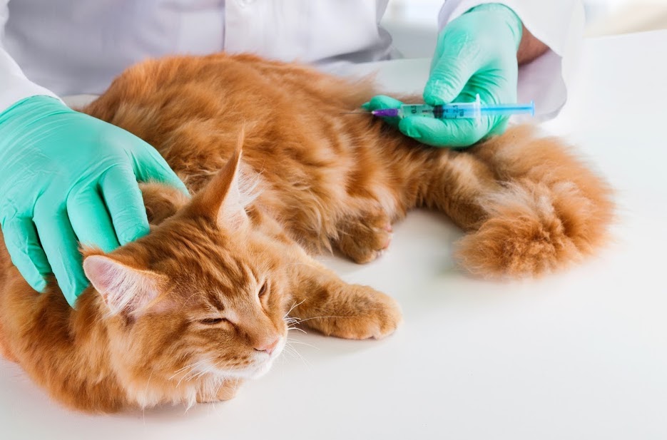 mèo bị dại có biểu hiện gì