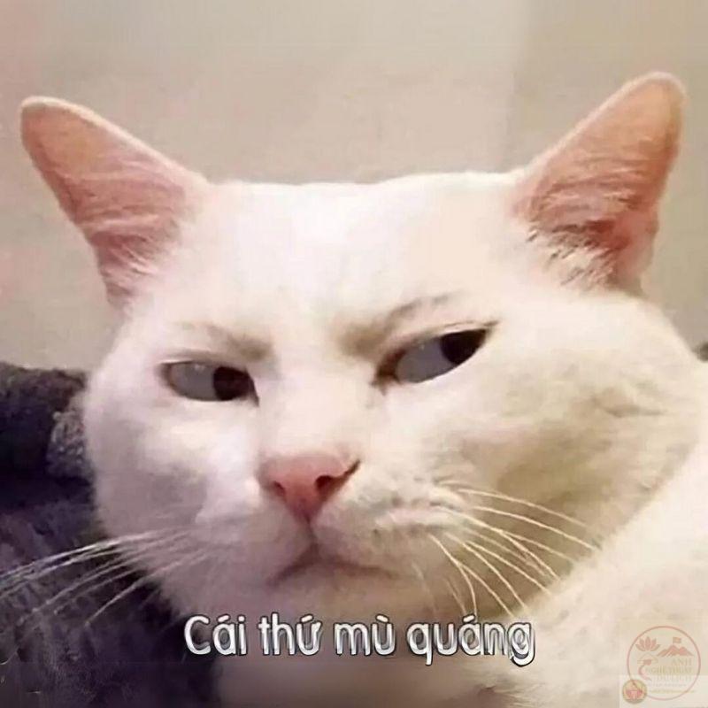 Nói ra như thế ko sợ bị đánh giá là ngu dốt à