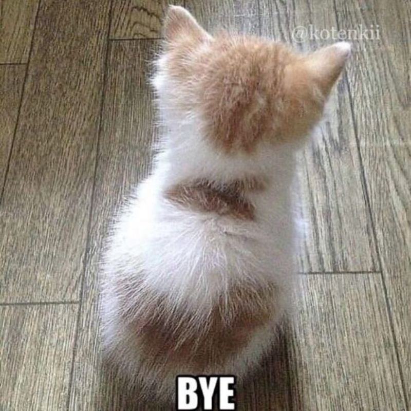 Meme Mèo – Kho Ảnh Chế Boss Mèo Đa Dạng Biểu Cảm 😹