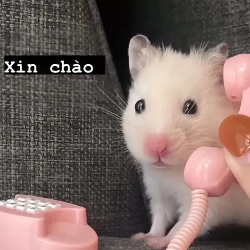 Meme con chuột nghe điện thoại chào cute