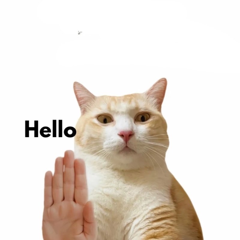 meme xin chào