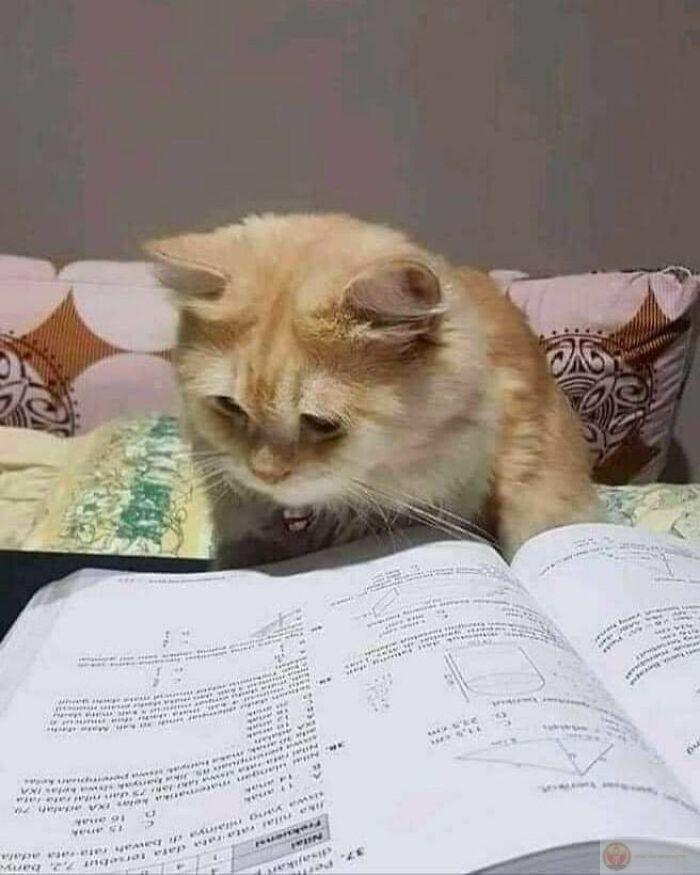 Meme học bài chăm chỉ