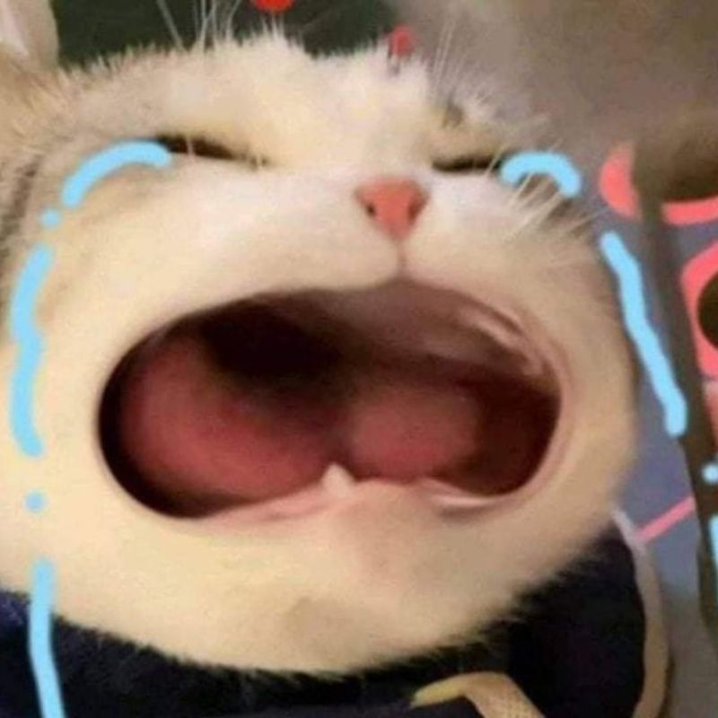 con mèo meme