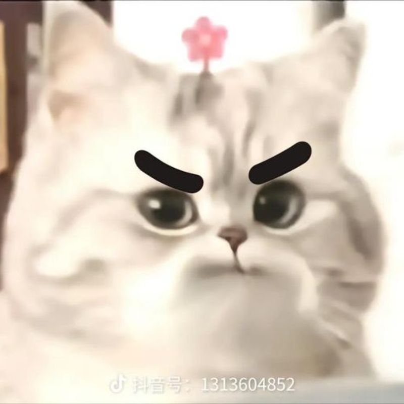 hình nền meme mèo