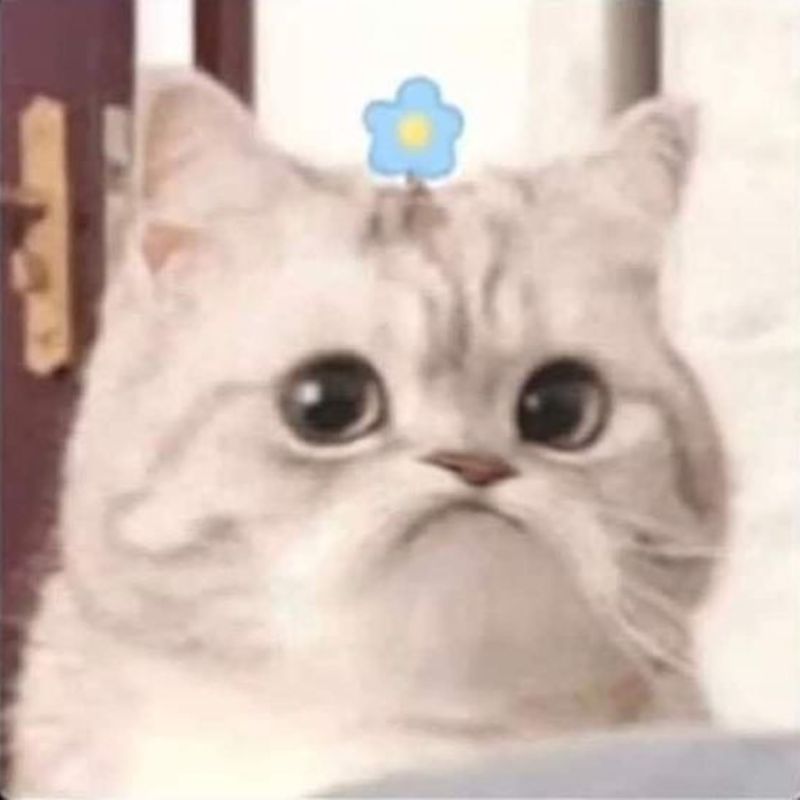 meme mèo bựa