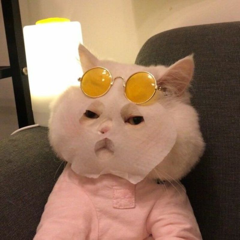 meme mèo đắp mặt nạ
