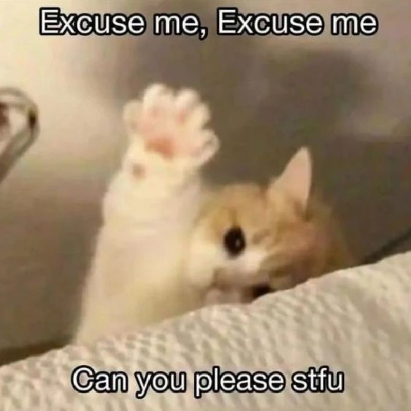 mèo dơ tay meme