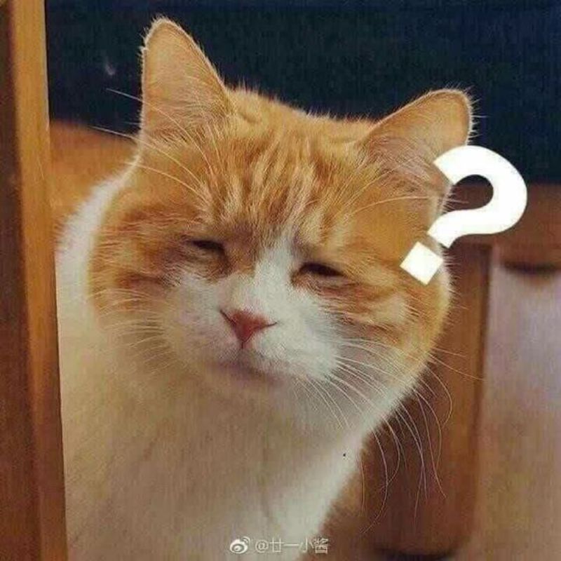 meme mèo hỏi chấm