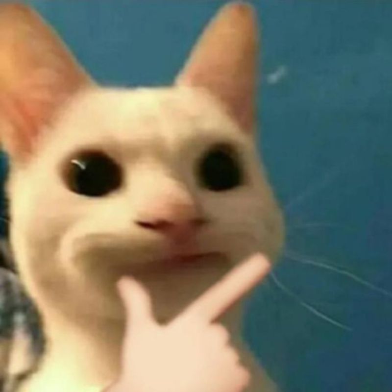 meme mèo suy ngẫm