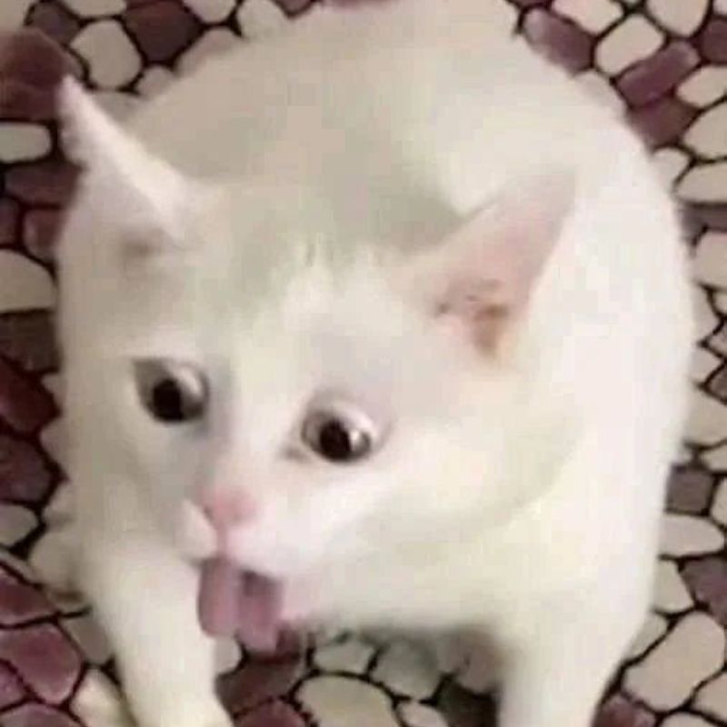 meme mèo nôn