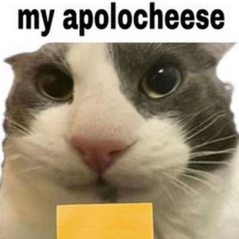 mèo hài meme
