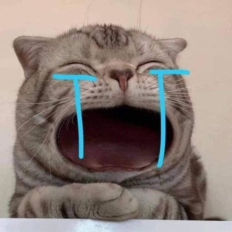 meme mèo hài