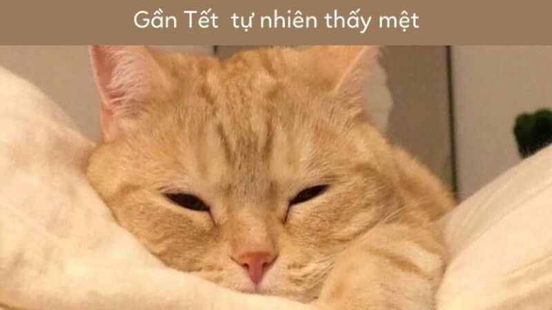 Meme Tết hình mèo