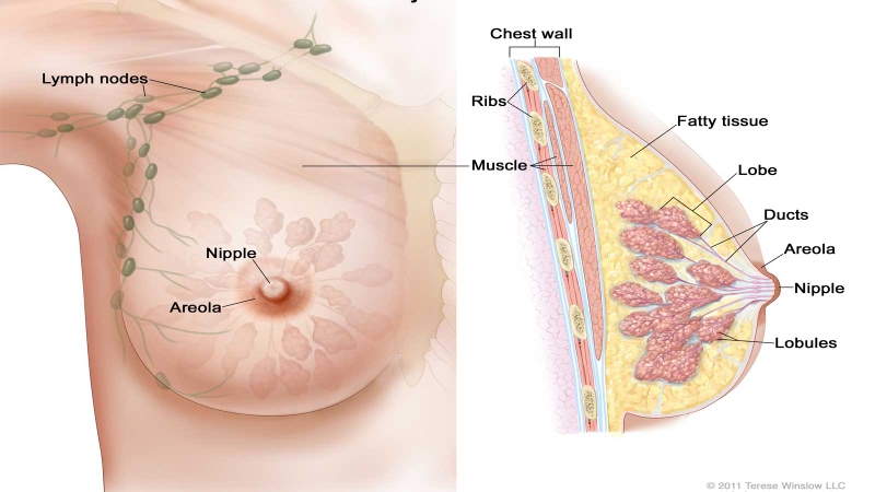 Quầng vú là gì? Chức năng và các bệnh lý thường gặp tại quầng vú