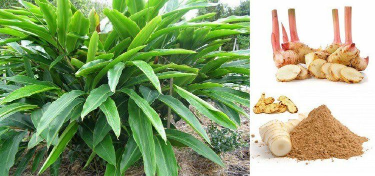 Cây riềng: Vị thuốc chữa bệnh hiệu quả