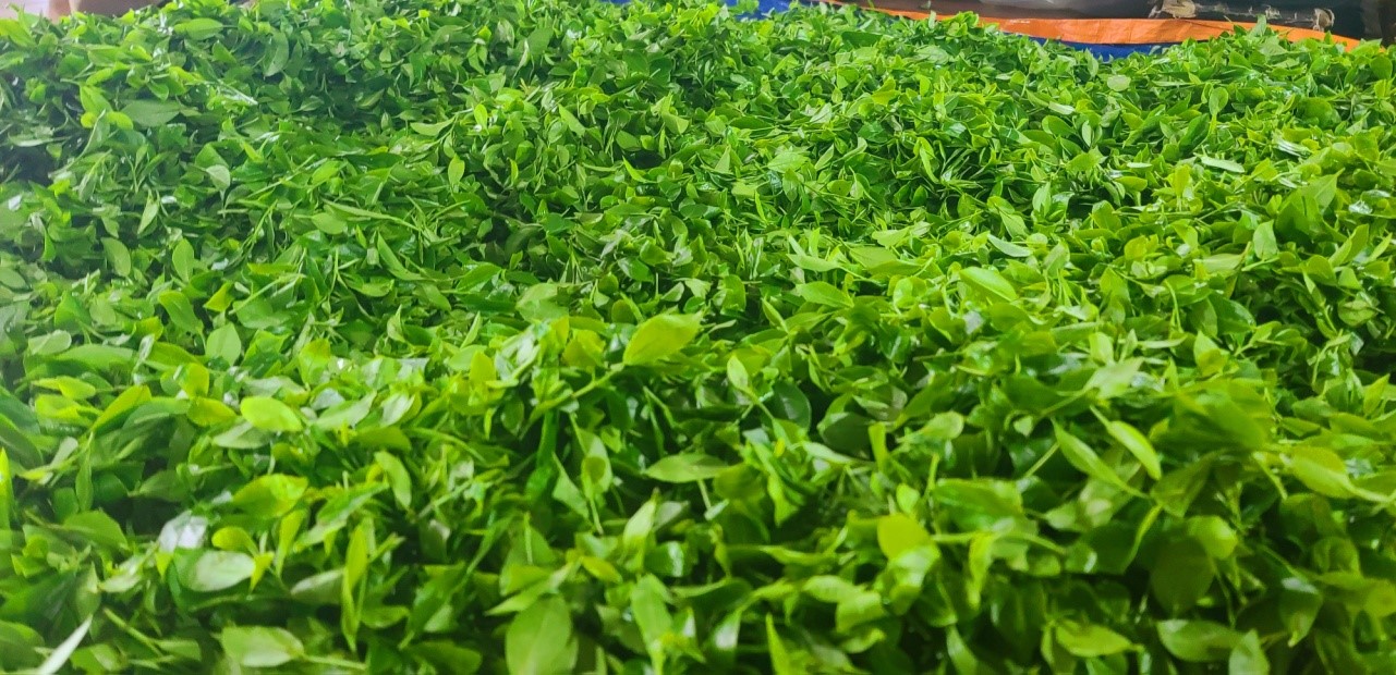 Quy trình sản xuất và chế biến chè Thái Nguyên